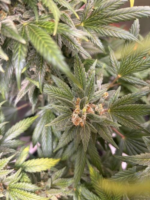 Chemdog - Sativa Phäno?!. Week 10