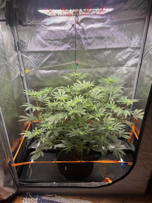 NYC Diesel von Soma Living Soil 50g/30L. Week 11