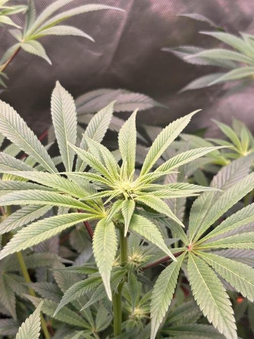 NYC Diesel von Soma Living Soil 50g/30L. Week 11