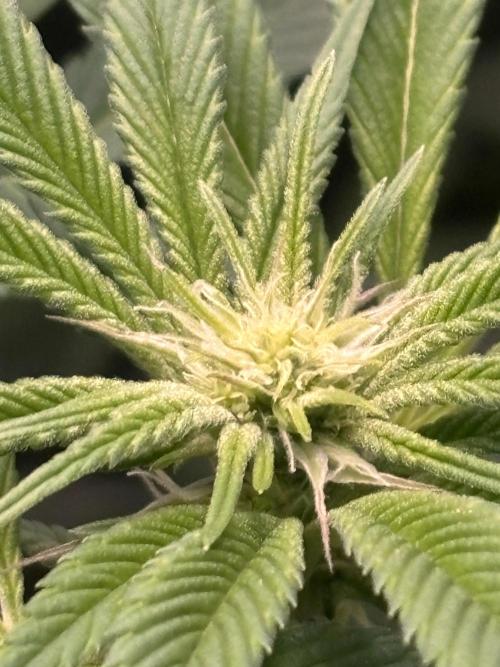NYC Diesel von Soma Living Soil 50g/30L. Week 11