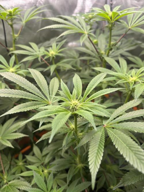 NYC Diesel von Soma Living Soil 50g/30L. Week 11