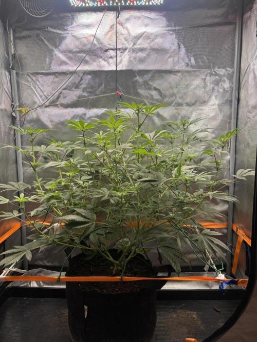 NYC Diesel von Soma Living Soil 50g/30L. Week 11