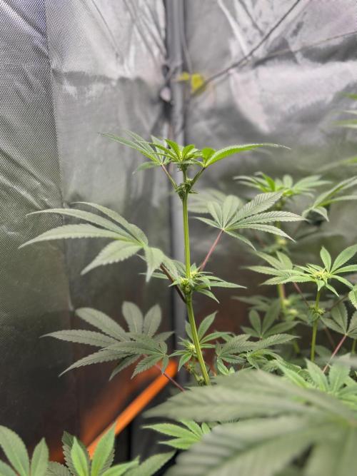 NYC Diesel von Soma Living Soil 50g/30L. Week 11