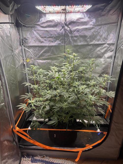 NYC Diesel von Soma Living Soil 50g/30L. Week 12