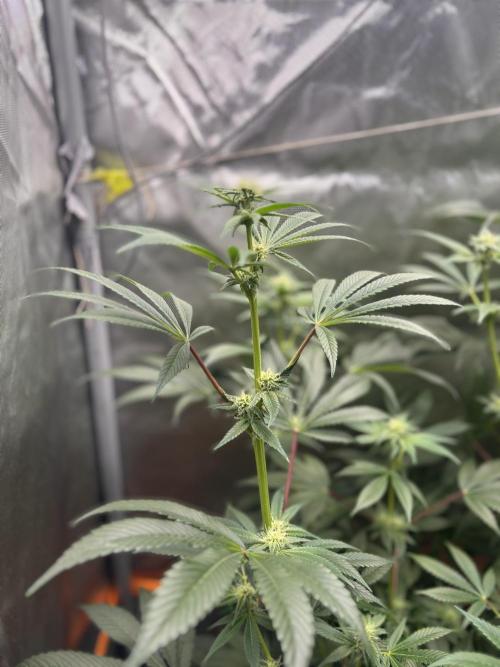 NYC Diesel von Soma Living Soil 50g/30L. Week 12