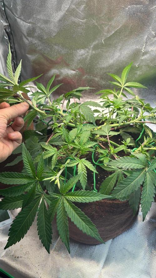 Sunset Paradise. Week 8