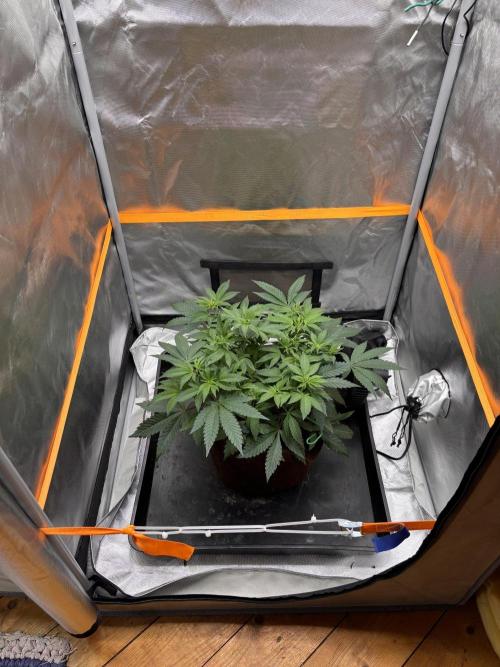 Sunset Paradise. Week 8