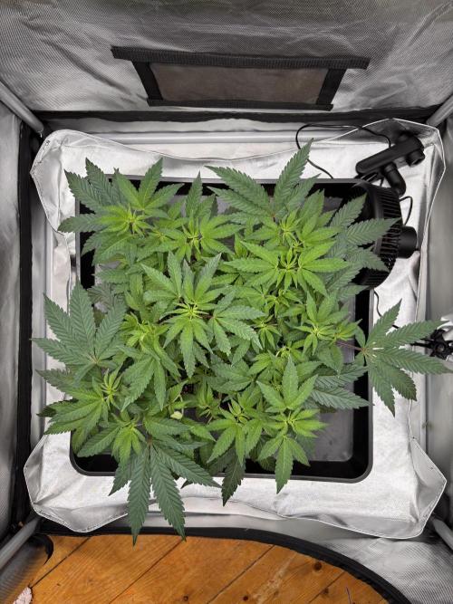 Sunset Paradise. Week 8