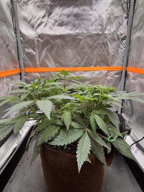 Sunset Paradise. Week 8