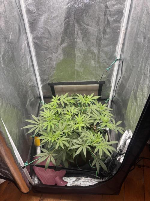 Soma Haze. Week 8