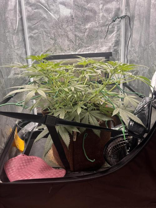 Amnesia Haze. Week 8