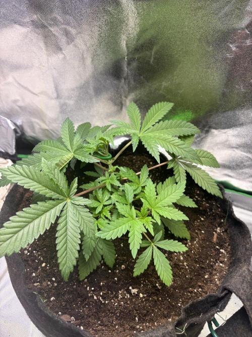 GG4 S1. Week 4