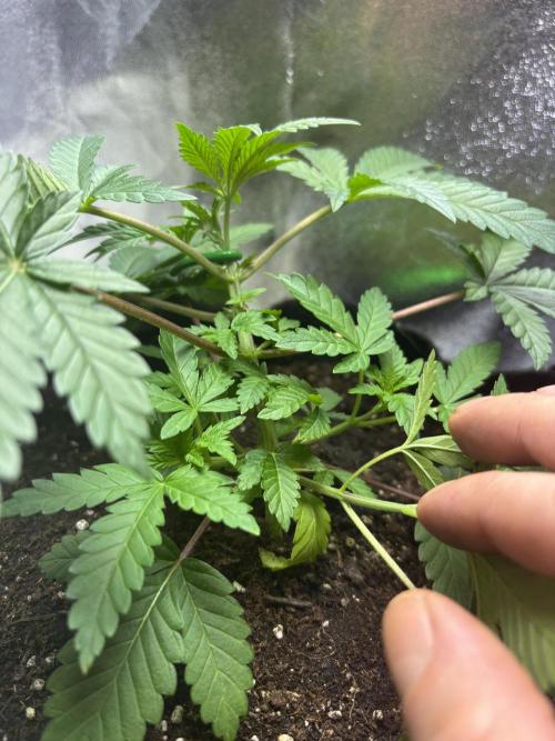 GG4 S1. Week 4