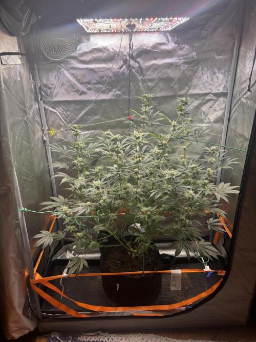 NYC Diesel von Soma Living Soil 50g/30L. Week 13