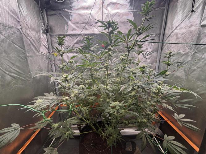 NYC Diesel von Soma Living Soil 50g/30L. Week 13