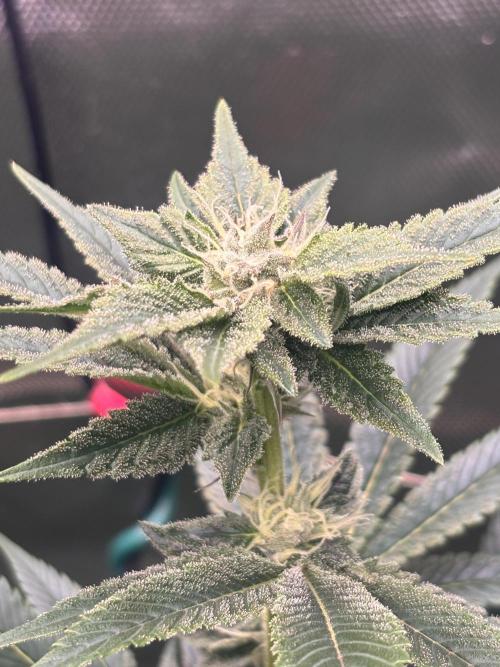 NYC Diesel von Soma Living Soil 50g/30L. Week 13