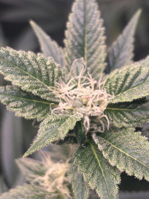 NYC Diesel von Soma Living Soil 50g/30L. Week 13