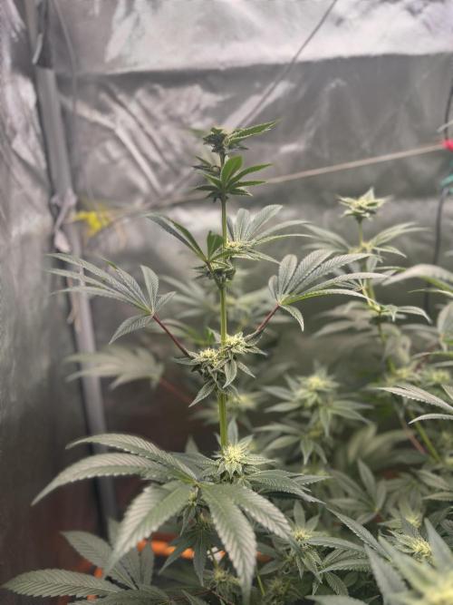 NYC Diesel . Week 13