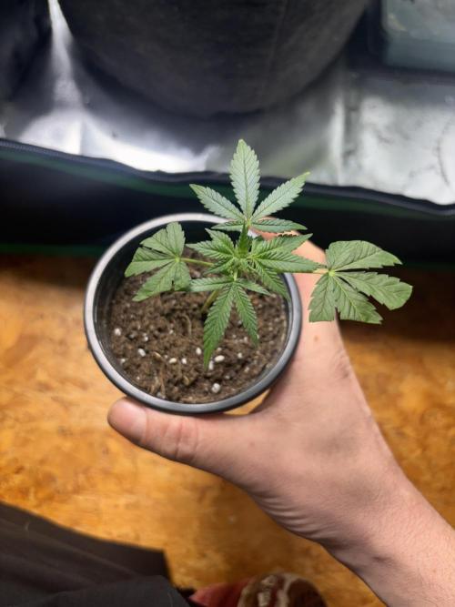 NYC Diesel . Week 13
