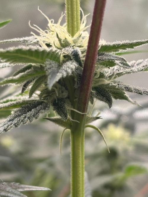 NYC Diesel von Soma Living Soil 50g/30L. Week 13