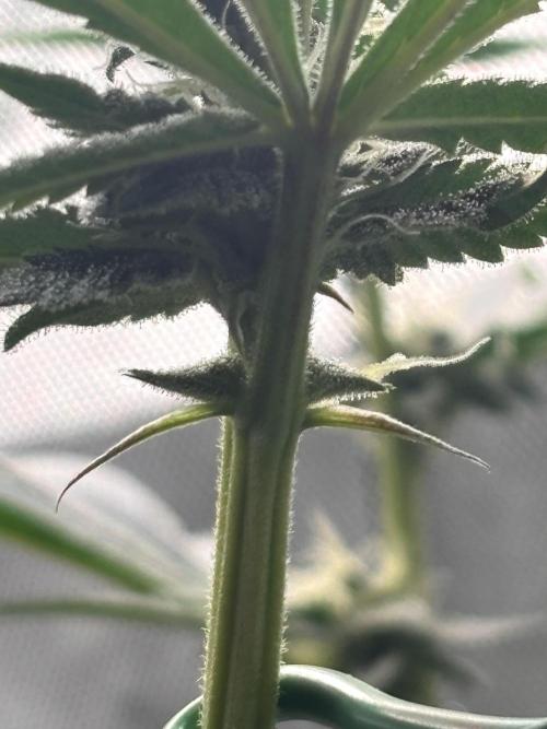 NYC Diesel . Week 13