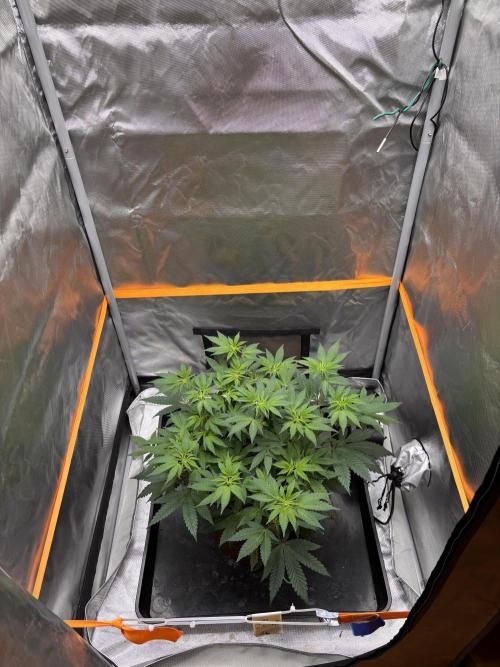 Sunset Paradise. Week 9