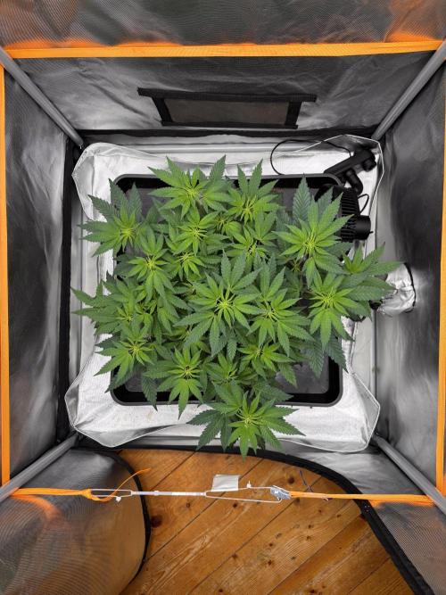 Sunset Paradise. Week 9