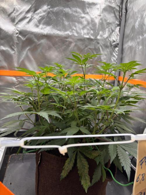 Sunset Paradise. Week 9