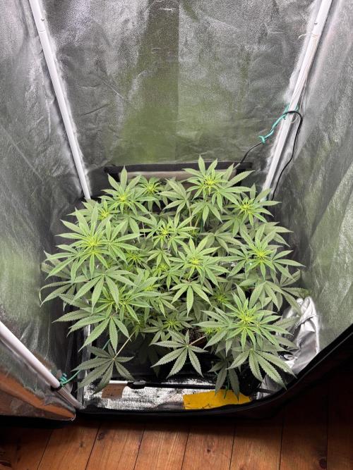 Soma Haze. Week 9