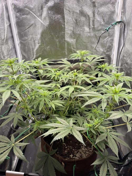Soma Haze. Week 9