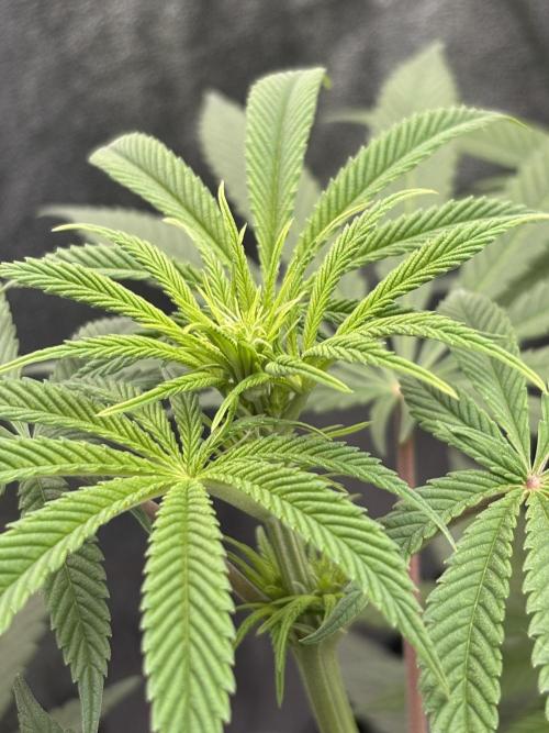 Soma Haze. Week 9