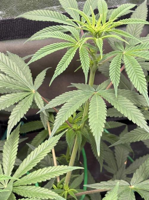 Amnesia Haze. Week 9