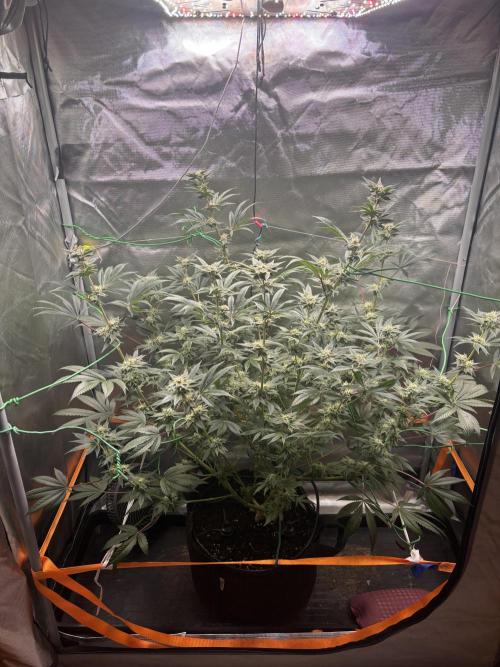 NYC Diesel von Soma Living Soil 50g/30L. Week 14