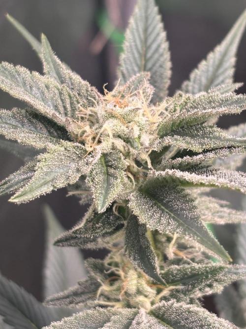 NYC Diesel von Soma Living Soil 50g/30L. Week 14
