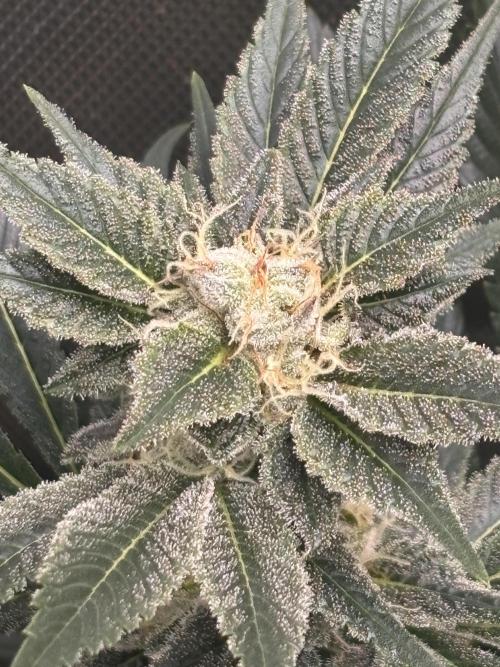 NYC Diesel von Soma Living Soil 50g/30L. Week 14