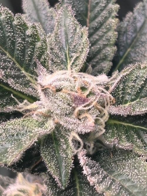 NYC Diesel von Soma Living Soil 50g/30L. Week 14