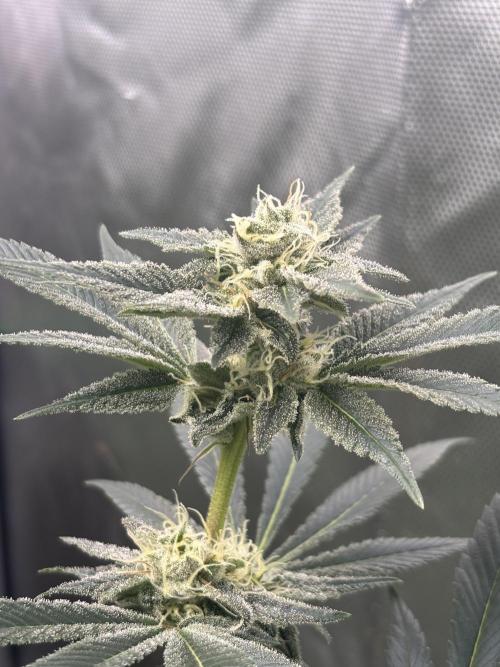 NYC Diesel von Soma Living Soil 50g/30L. Week 14