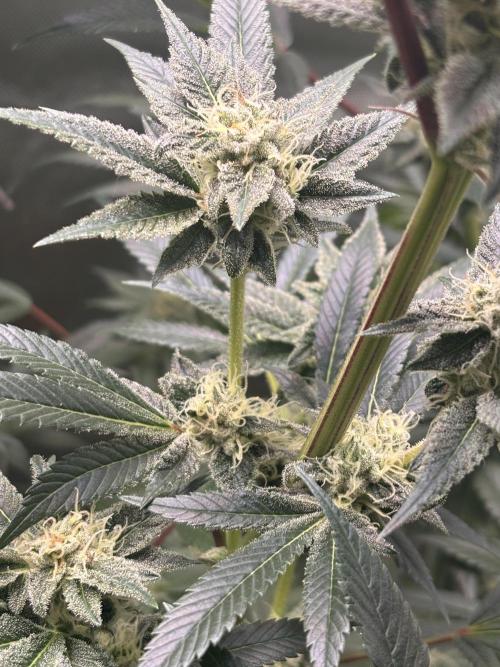 NYC Diesel von Soma Living Soil 50g/30L. Week 14