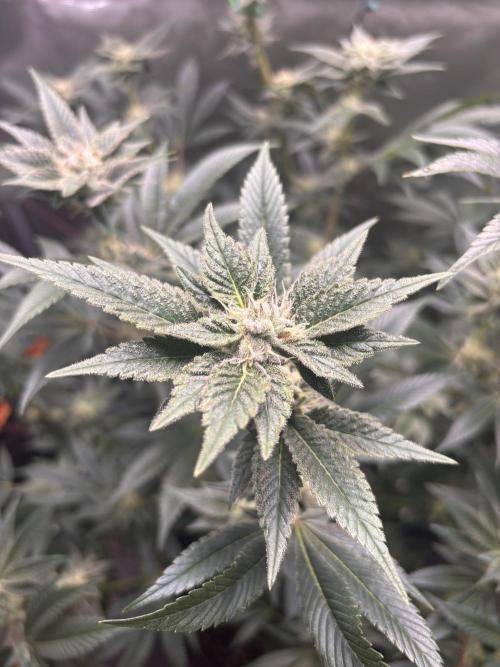 NYC Diesel von Soma Living Soil 50g/30L. Week 14