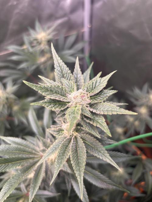 NYC Diesel von Soma Living Soil 50g/30L. Week 14