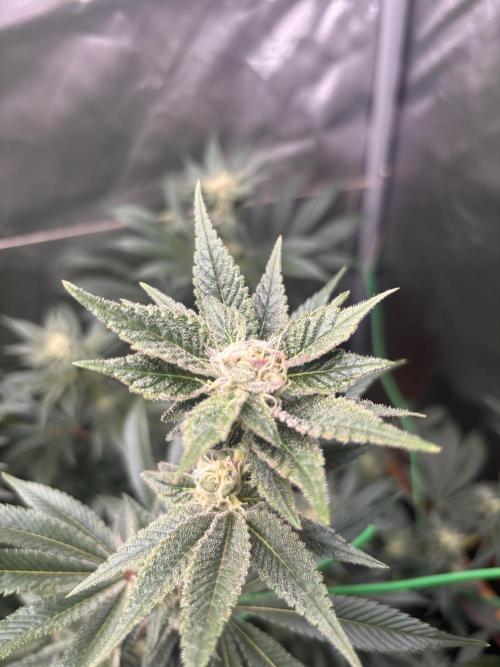 NYC Diesel von Soma Living Soil 50g/30L. Week 14