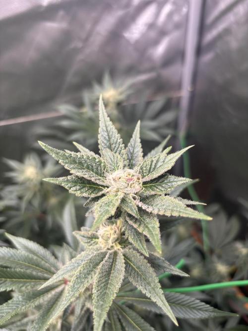 NYC Diesel von Soma Living Soil 50g/30L. Week 14