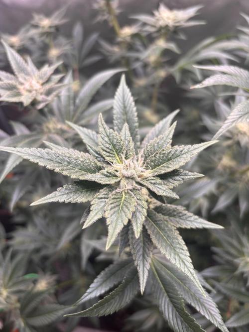 NYC Diesel . Week 14