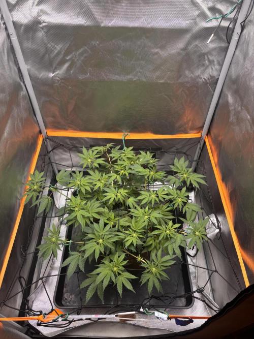 Sunset Paradise. Week 10