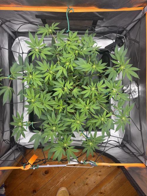 Sunset Paradise. Week 10