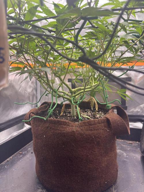 Sunset Paradise. Week 10