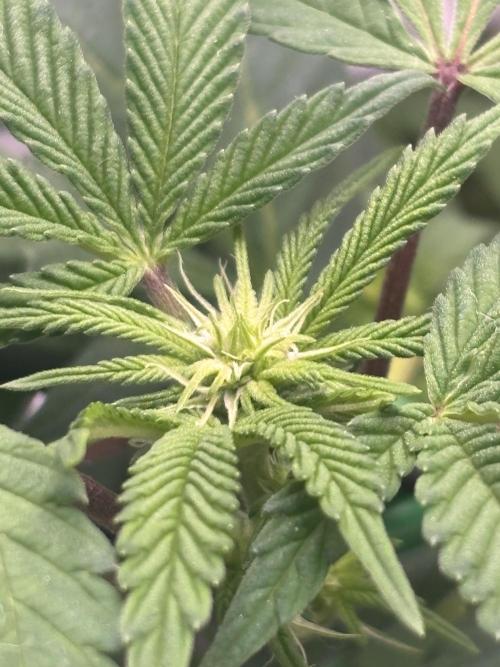 Sunset Paradise. Week 10