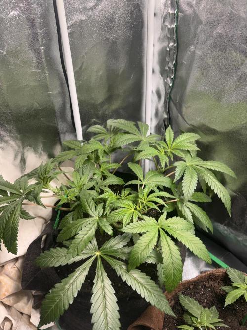 GG4 S1. Week 7