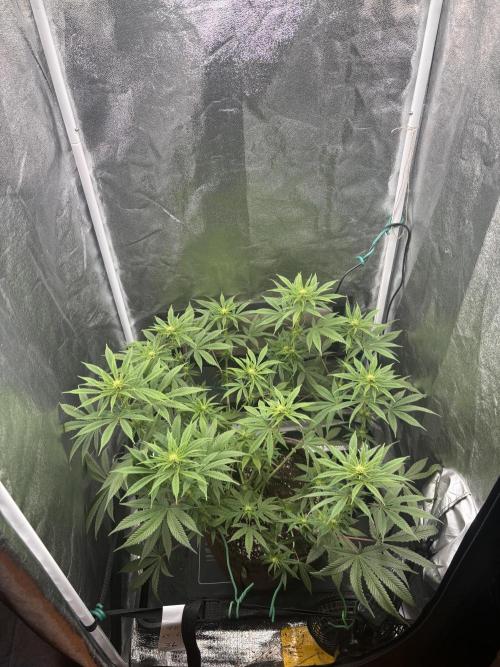 Soma Haze. Week 10