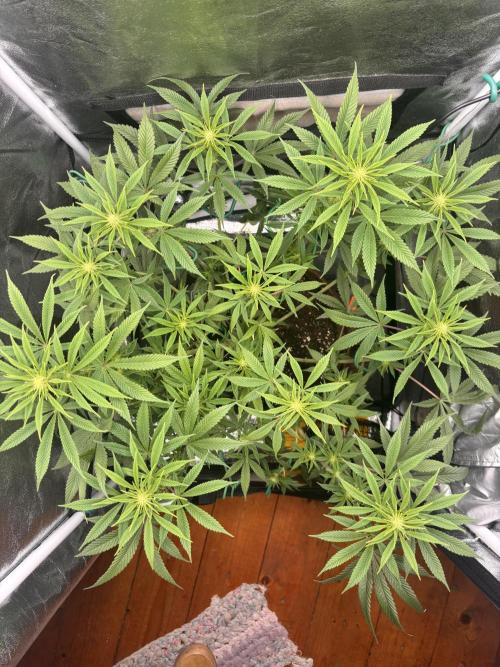 Soma Haze. Week 10